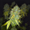 ghost-train-haze-cannabis-buds Ghost Train Haze