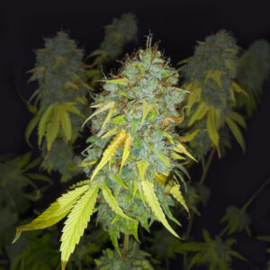 ghost-train-haze-cannabis-buds Ghost Train Haze