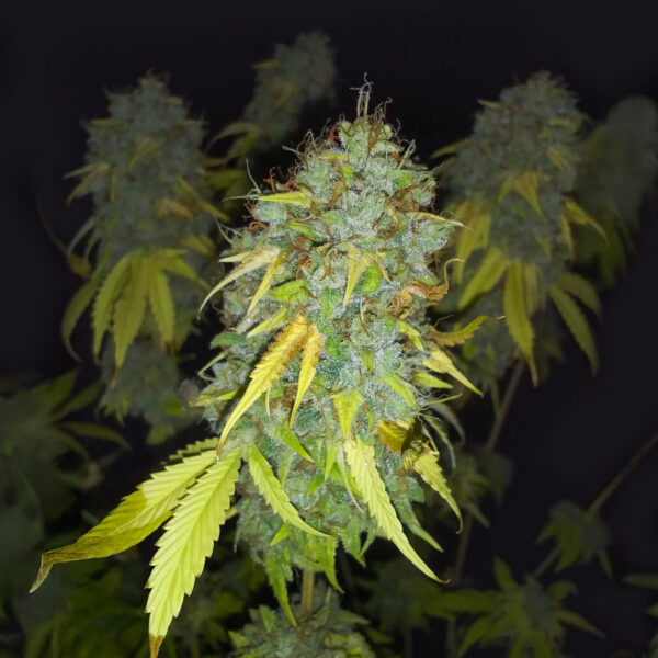 ghost-train-haze-cannabis-buds Ghost Train Haze