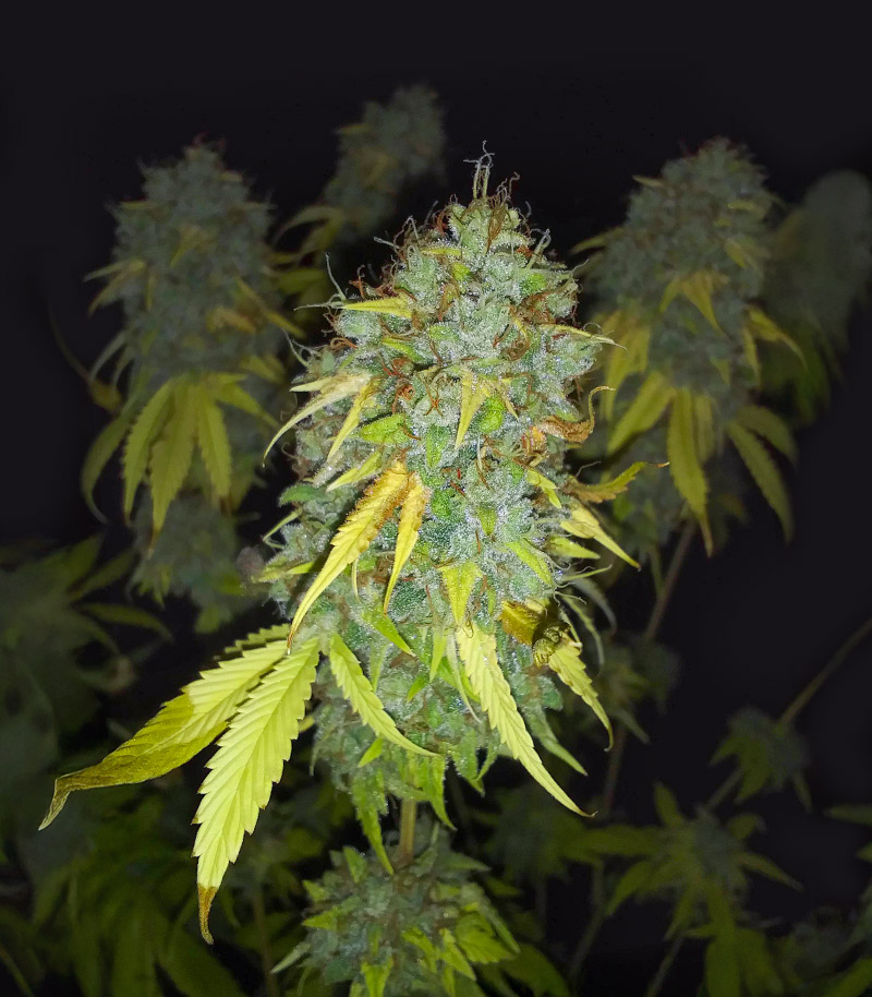 High THC Seeds