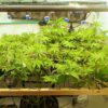 ghost-train-haze-cannabis-plant Ghost Train Haze