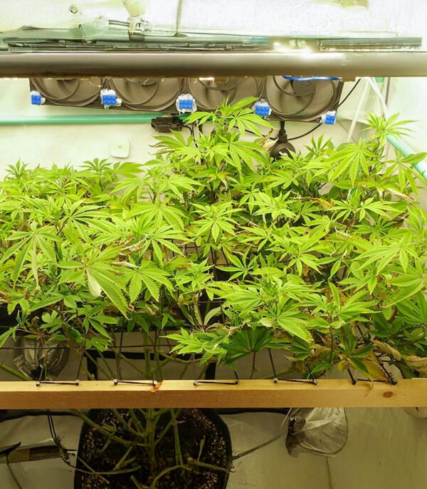 ghost-train-haze-cannabis-plant Ghost Train Haze