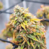 ghost-train-haze-marijuana-buds Ghost Train Haze