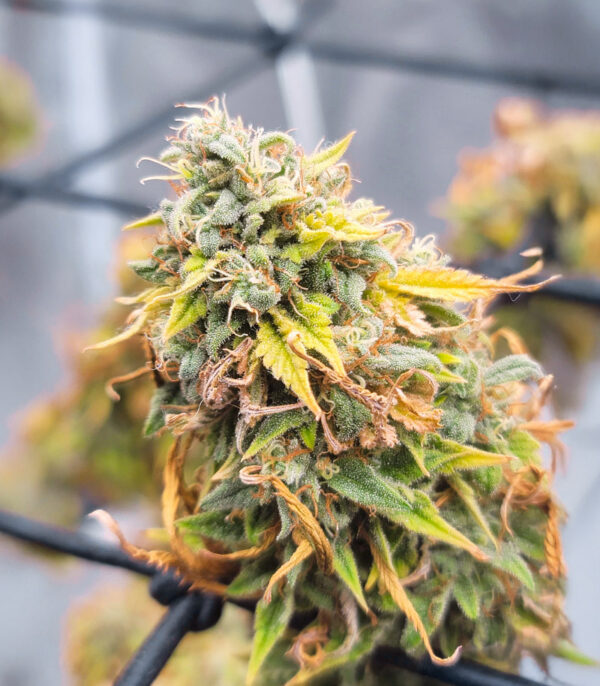 ghost-train-haze-marijuana-buds Ghost Train Haze