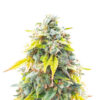 ghost-train-haze-strain Ghost Train Haze