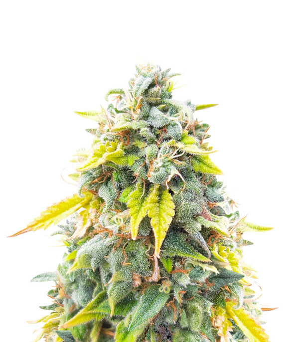ghost-train-haze-strain Ghost Train Haze