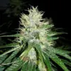 Jack Herer