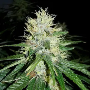 Jack Herer
