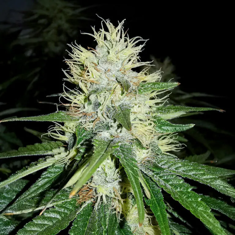 Jack Herer cannabis seeds by Seedkeepers