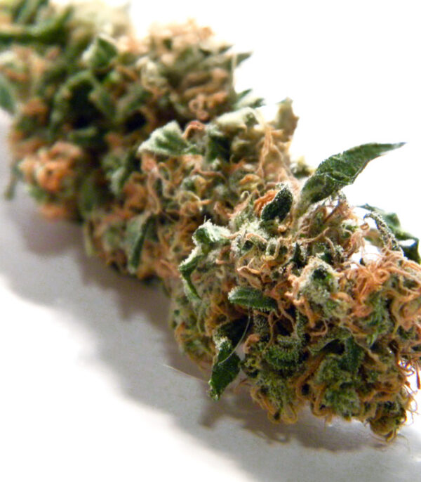 Jack Herer