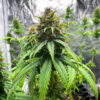 Jack Herer