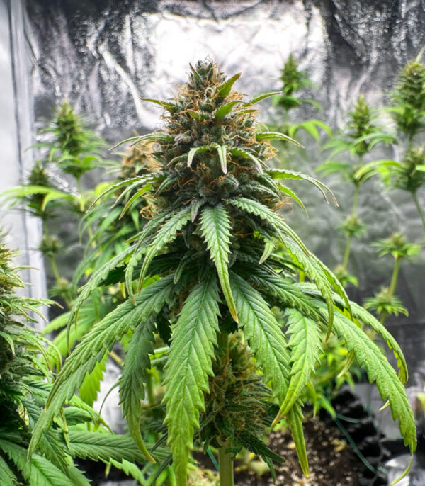 Jack Herer