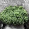 Jack Herer