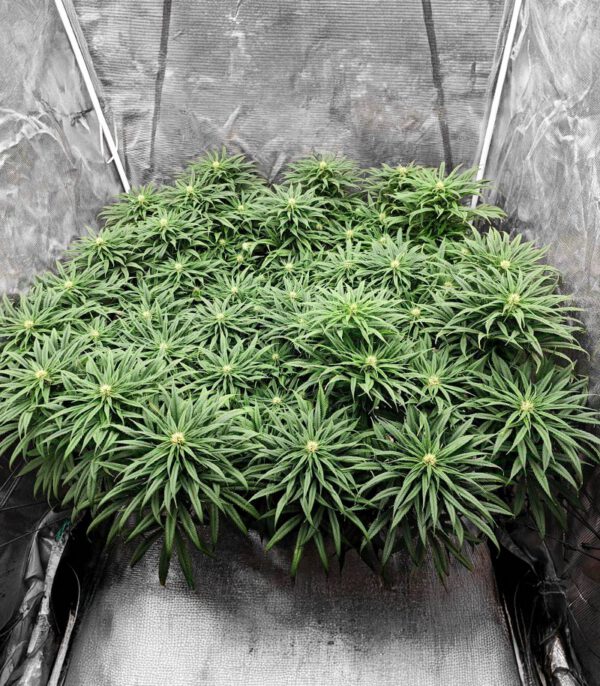 Jack Herer
