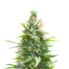Jack Herer