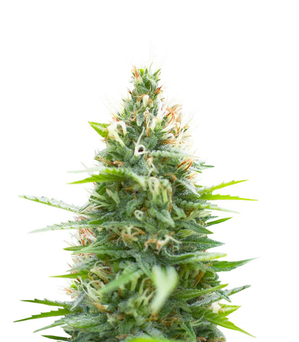 Jack Herer