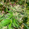 jealousy-kush-f1-cannabis-buds Jealousy Kush