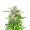 jealousy-kush-f1-strain Jealousy Kush