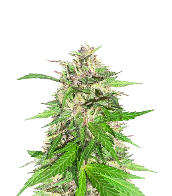 jealousy-kush-f1-strain Jealousy Kush