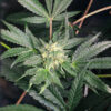Keep Frosted Guava Auto