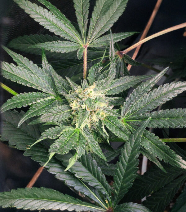 Keep Frosted Guava Auto