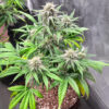 Keep Frosted Guava Auto