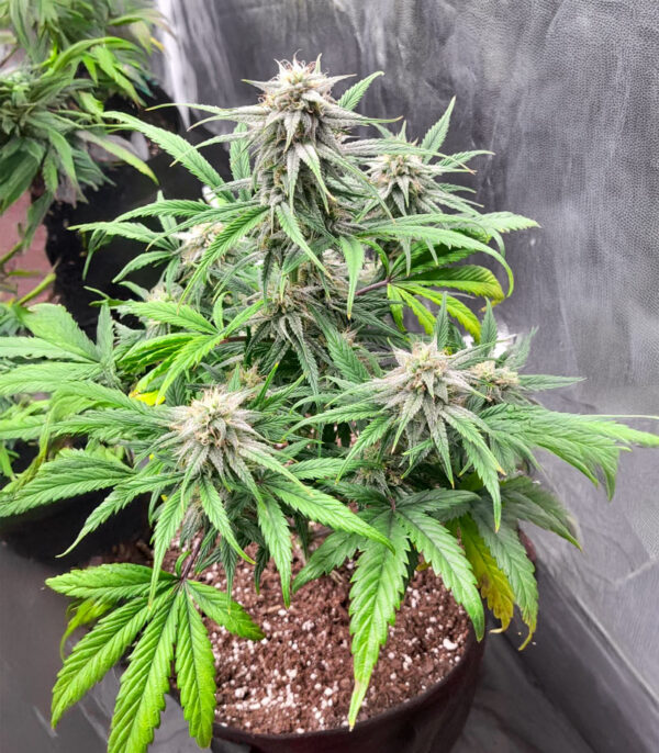 Keep Frosted Guava Auto