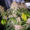 Keep Frosted Guava Auto