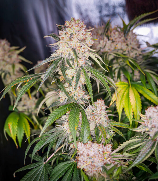 Keep Frosted Guava Auto
