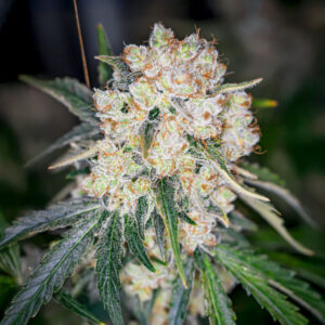 Keep Frosted Guava Auto