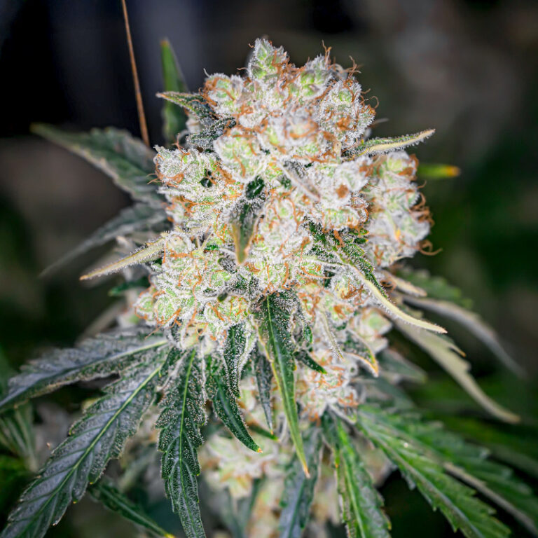 Keep Frosted Guava Auto cannabis seeds by Seedkeepers