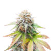 Keep Frosted Guava Auto