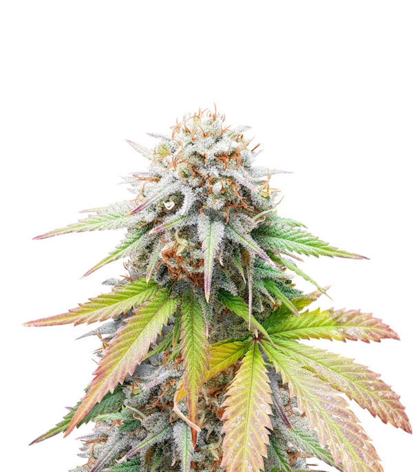 Keep Frosted Guava Auto