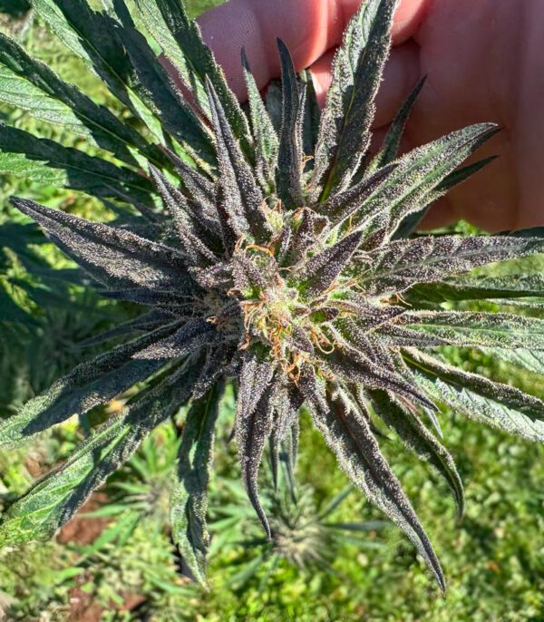 Keepers OG Auto