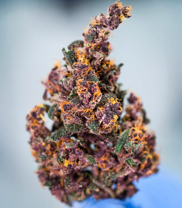 Keepers OG Auto
