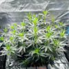 Keepers OG Auto