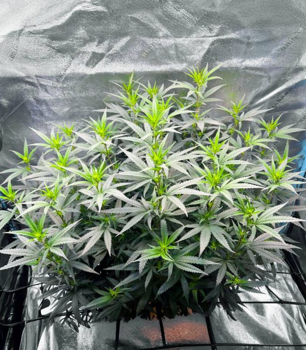Keepers OG Auto
