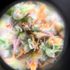 Keepers OG Auto