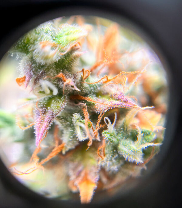 Keepers OG Auto