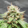 Keepers OG Auto