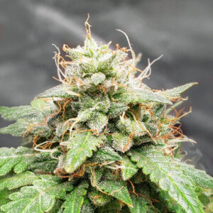 Keepers OG Auto