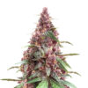 Keepers OG Auto