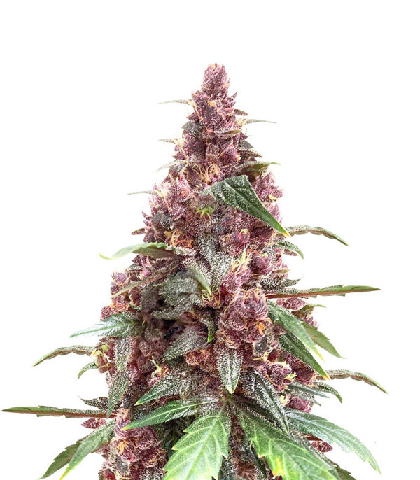 Keepers OG Auto