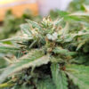 Kush Mints Fast Version