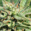 Kush Mints Fast Version