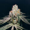 Kush Mints Fast Version