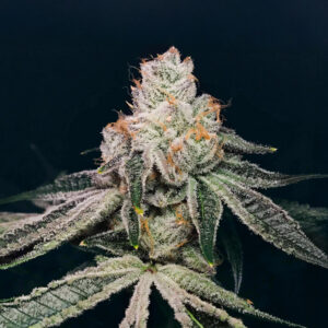 kush-mints-fast-version-marijuana-buds Kush Mints Fast Version