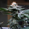 Kush Mints Fast Version