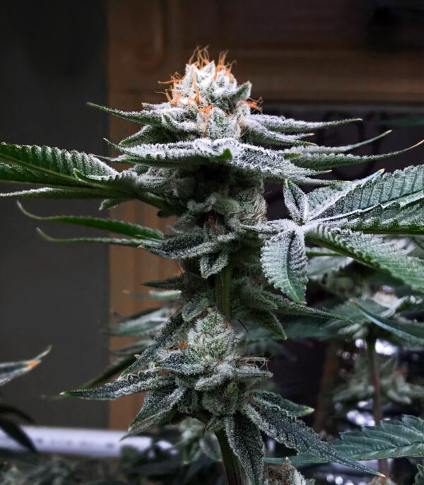 Kush Mints Fast Version