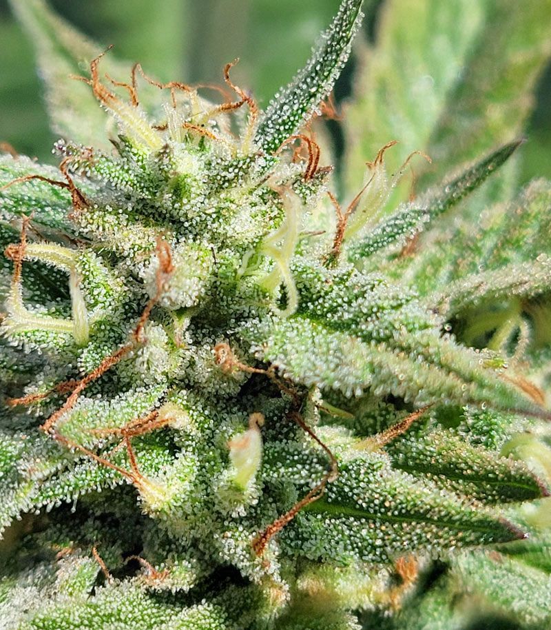 Blue Dream Auto